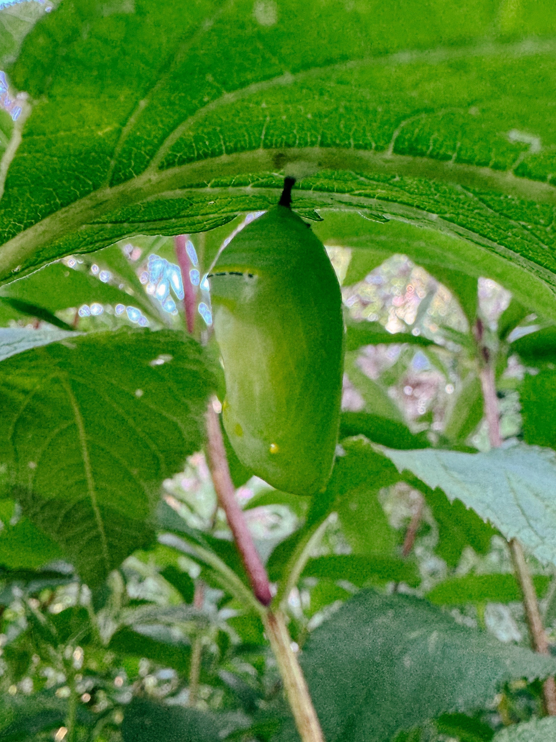 A monarch butterfly chrysalis hanging from a joe pye weed leaf.