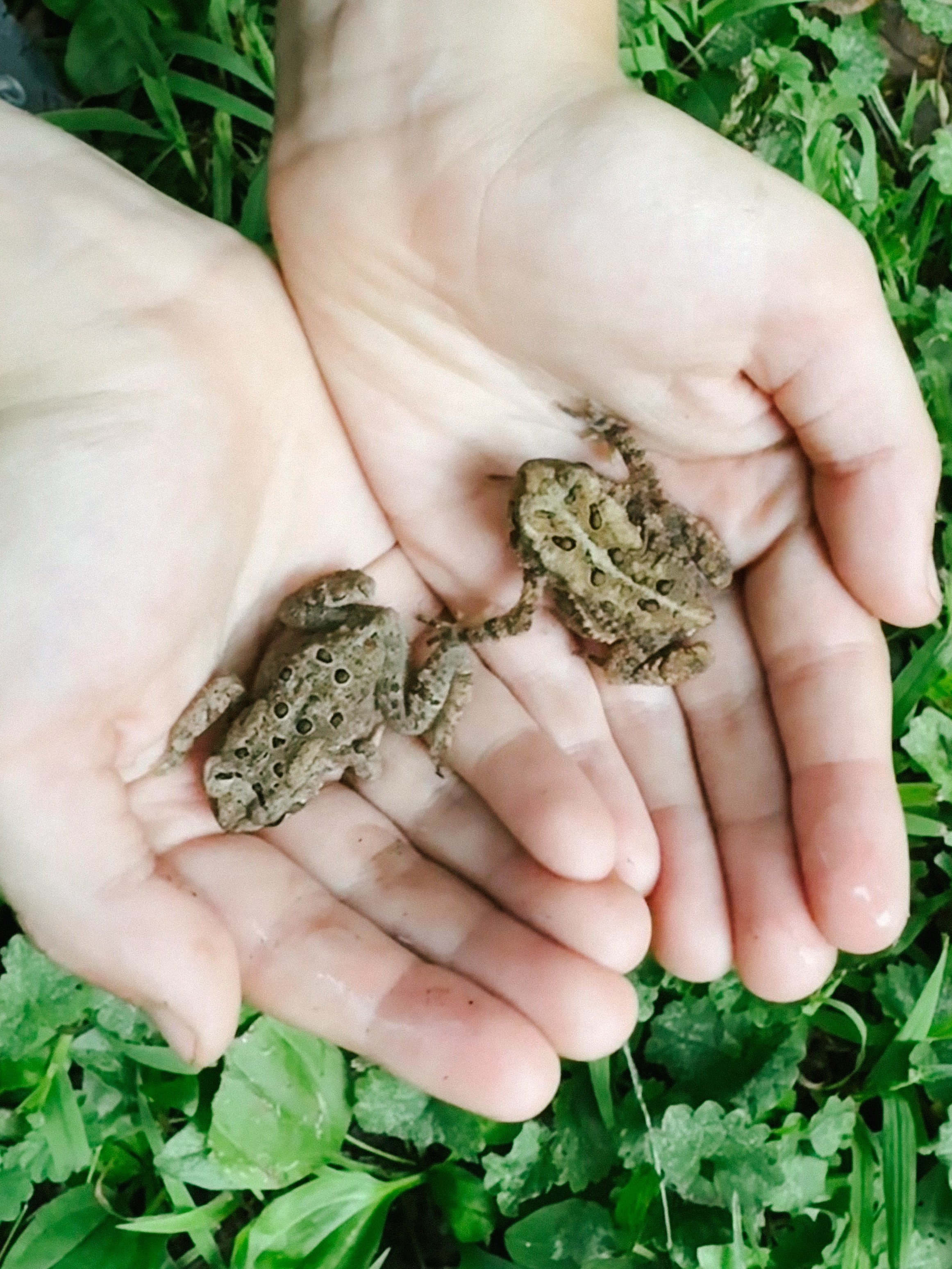 Two small toads in the palms of a child’s hands. 