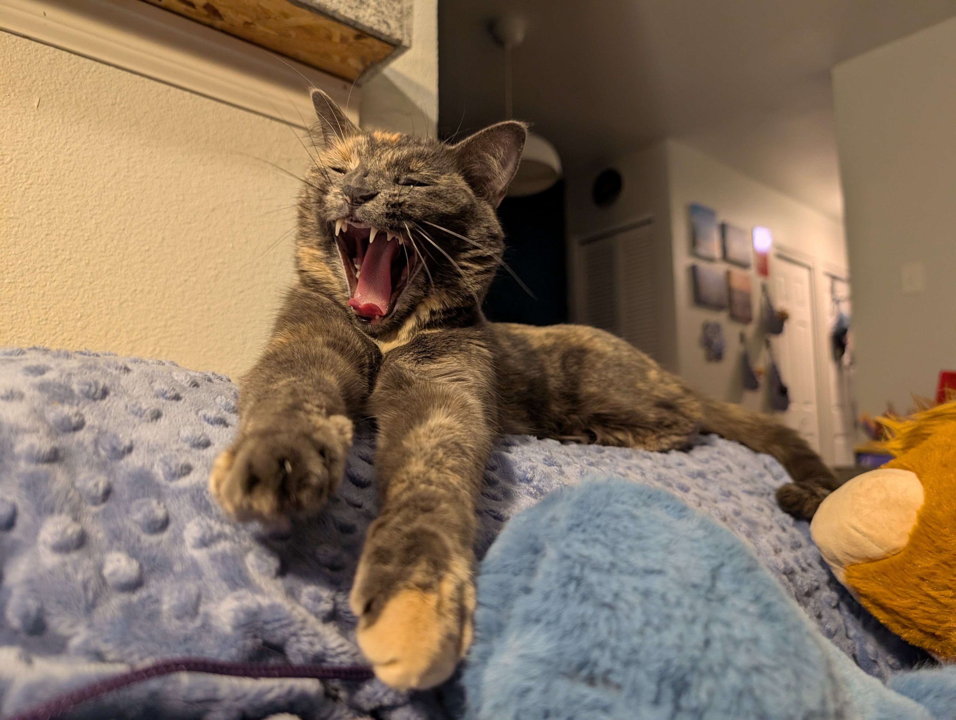 Stardust the dilute tortoiseshell cat in the middle of a yawn. Her paws are stretched out in front of her and she's just so cozy looking.