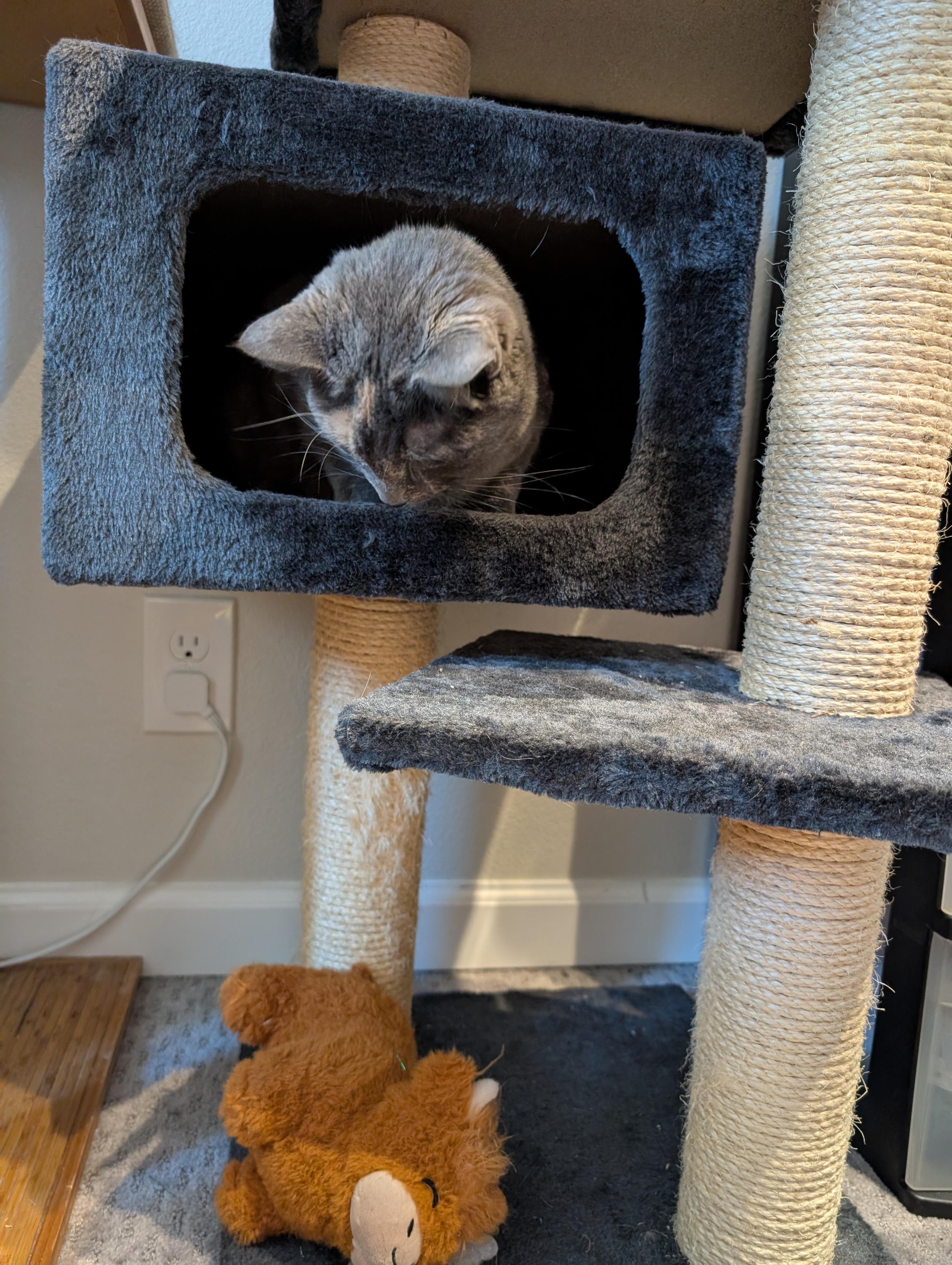 Stardust the tortie cat sits in the hidey hole of a cat tree. She's sticking her head out, looking down at the little plush Highland cow that's lying on the floor below her.