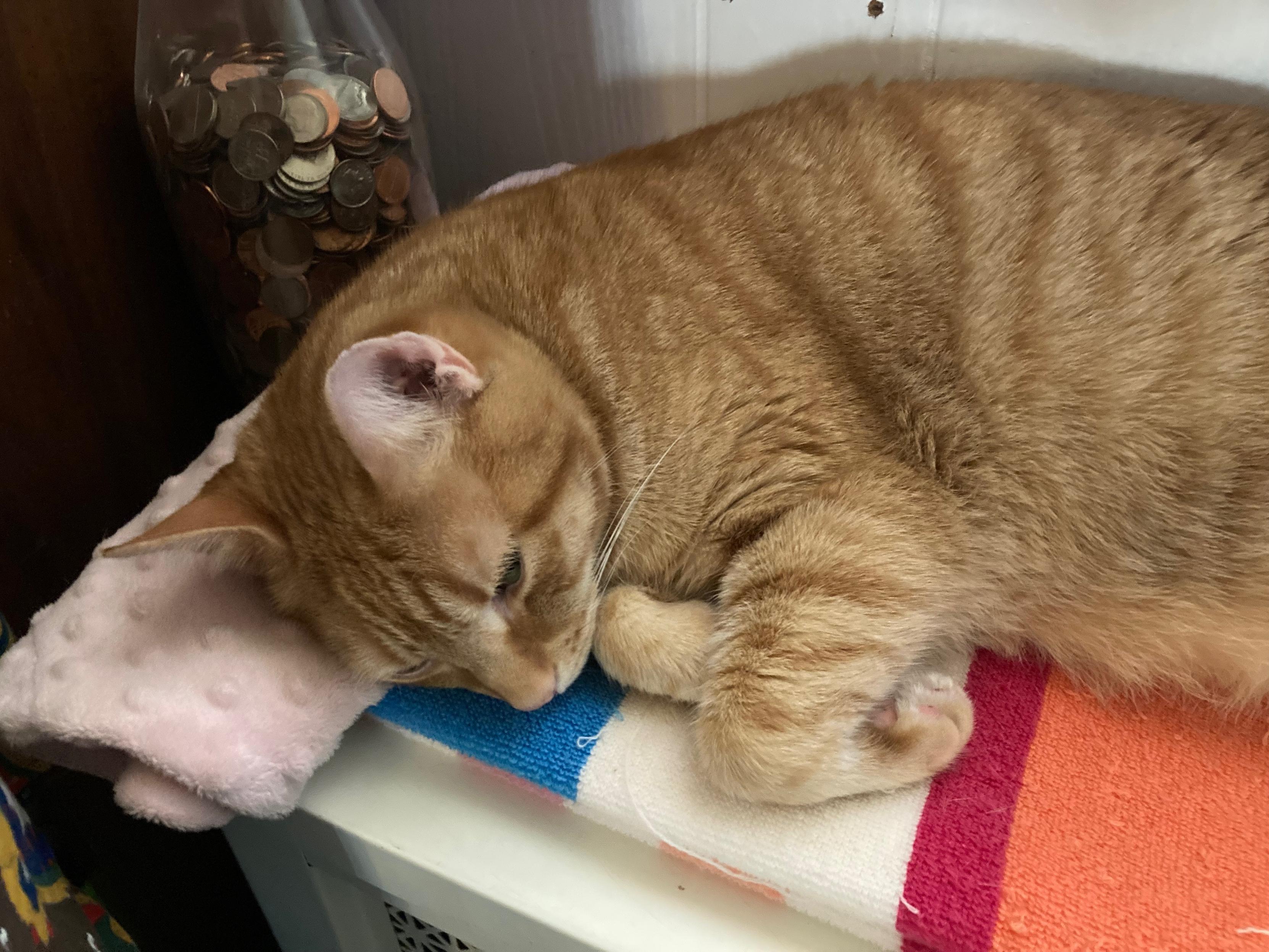 Orange kitty laying on his side with a small pink fleece pillow under his head. He’s laying on a striped towel, on top of a radiator. His eyes are partly open and he’s mildly annoyed to have his pic taken.