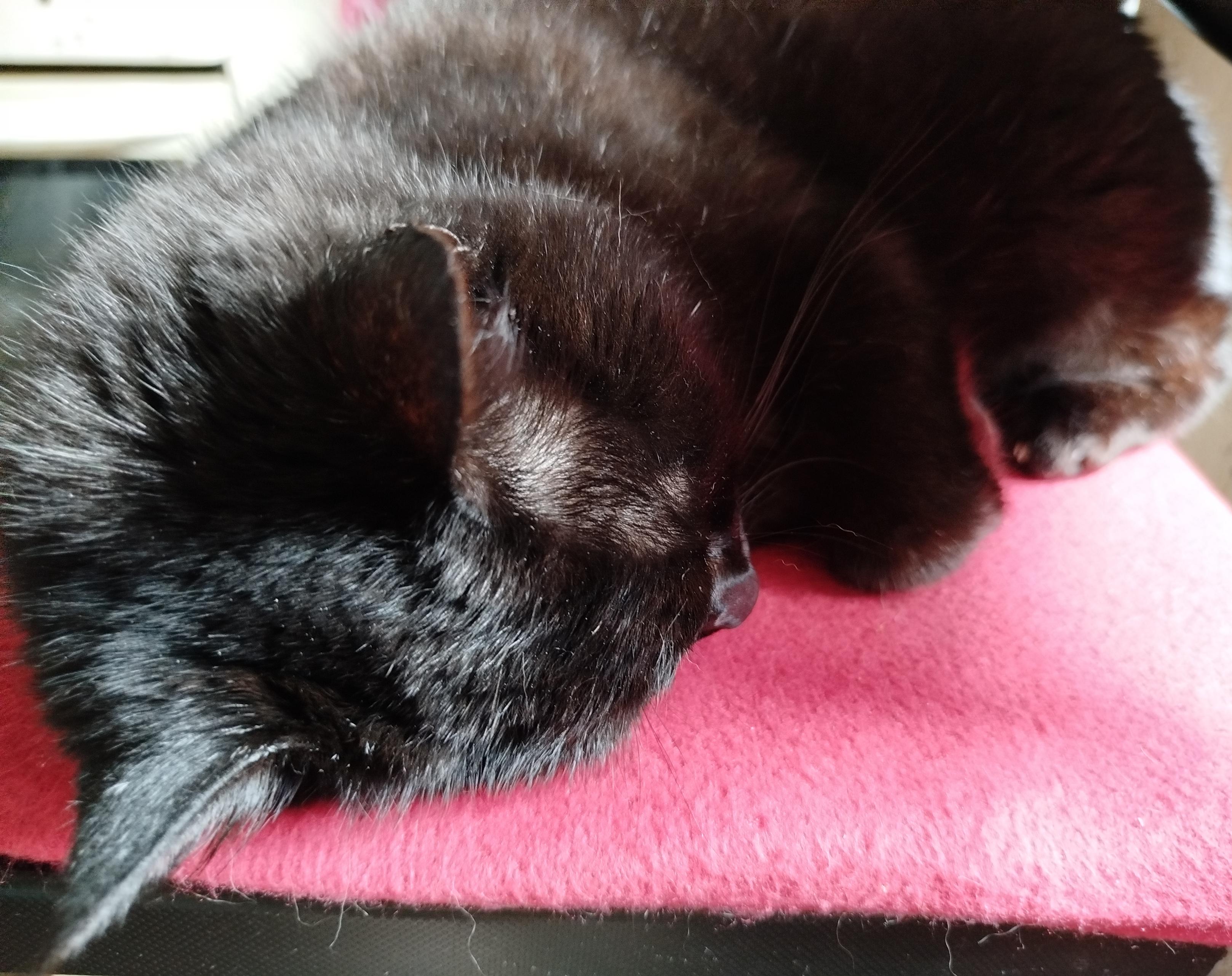 Close up of Clyde, our cute black cat peacefully asleep. She's on a thin red blanket on a chair in front of me. Her tiny left front paw is partially hidden because she's got it close to her chest. Her hair is quite shiny as we're next to the window