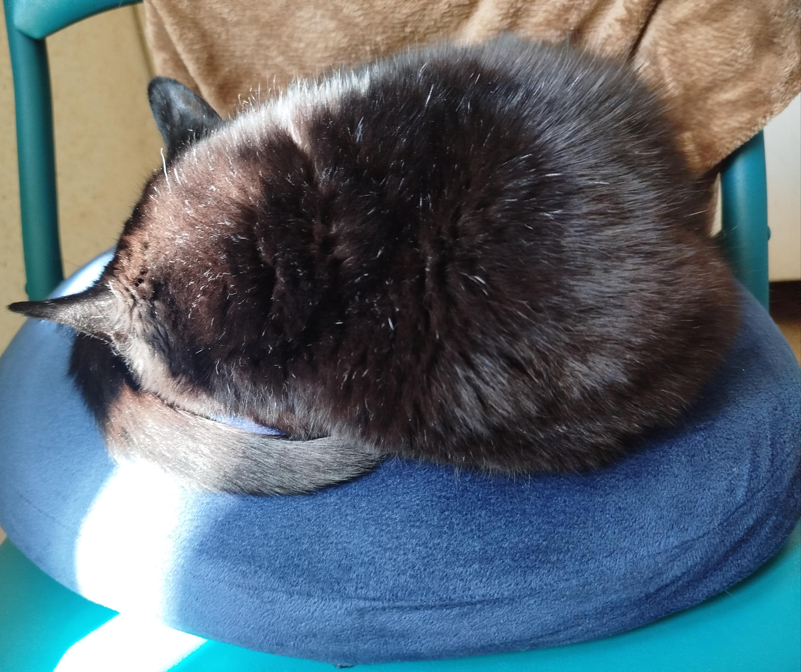 Clyde, our black cat with not so short hair stealing my chair. She's asleep on a blue anti hemorrhoids memory foam pillow, I also have it for my sciatica. She's all rounded up with her tail around her face. A ray of sunshine is visible on part of her body which makes her lighter than she is