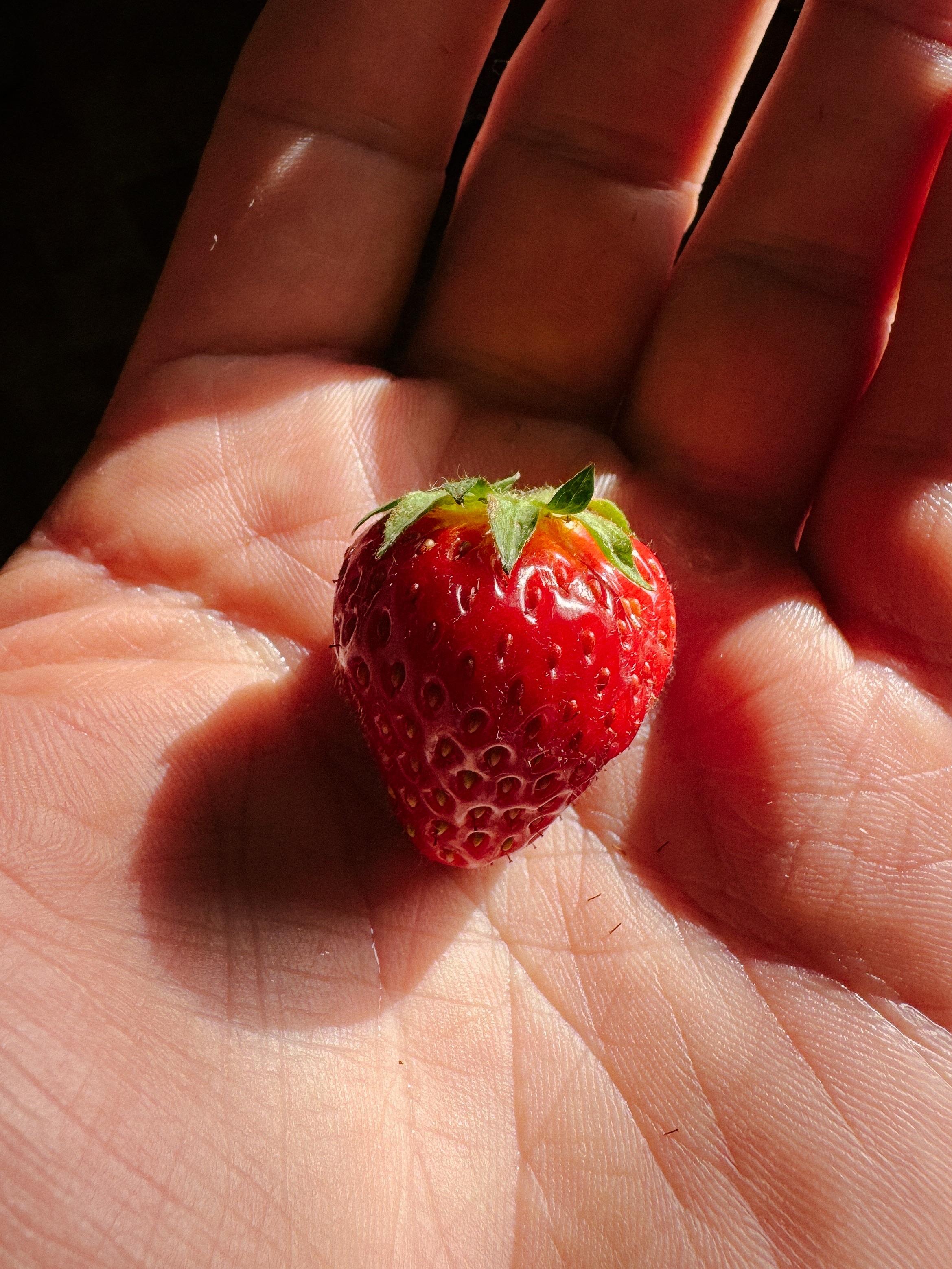 a strawberry in the palm of my hand