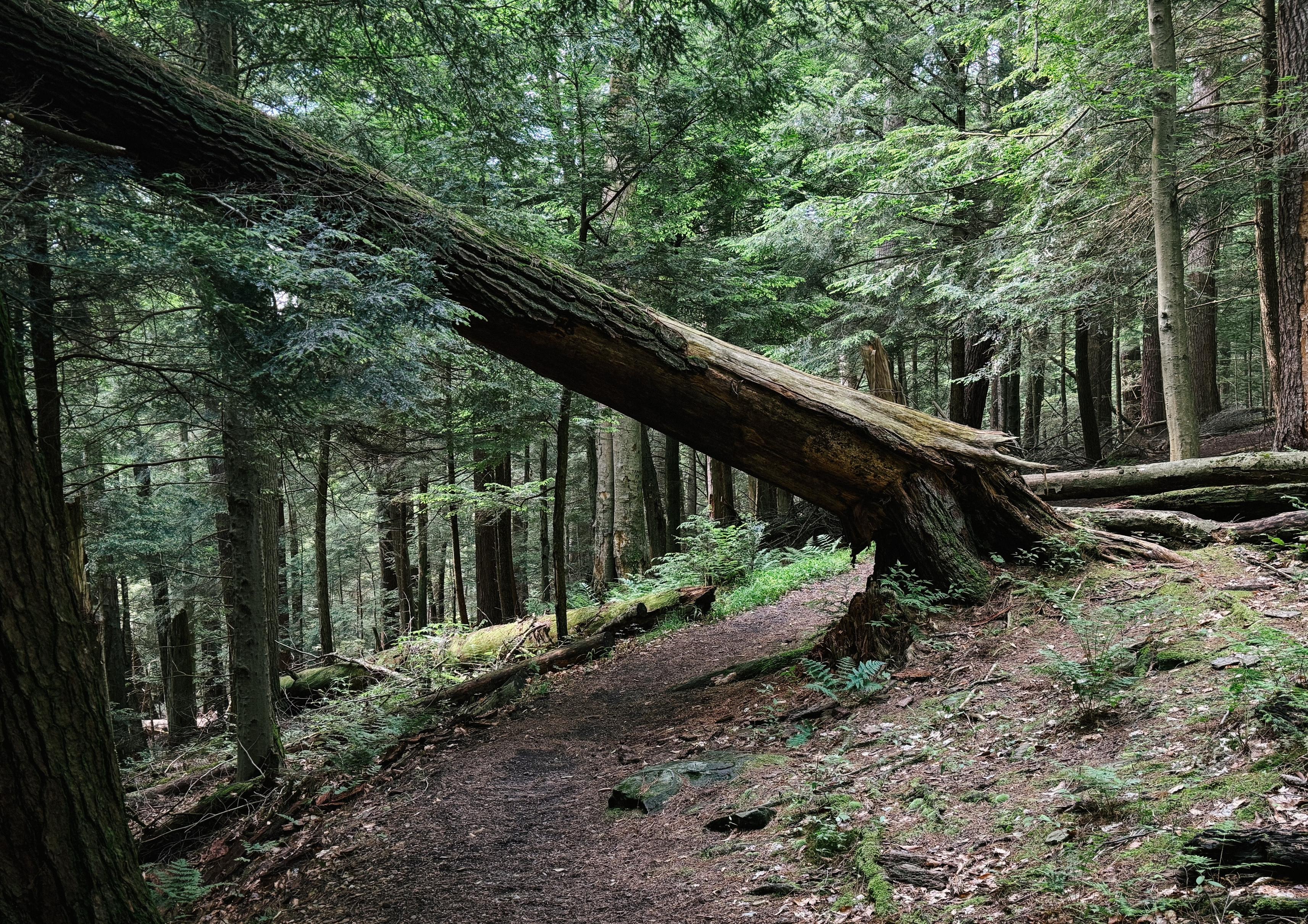 A very large tree trunk broken at the base and leaning at about 45 degrees across the trail in an old growth forest
