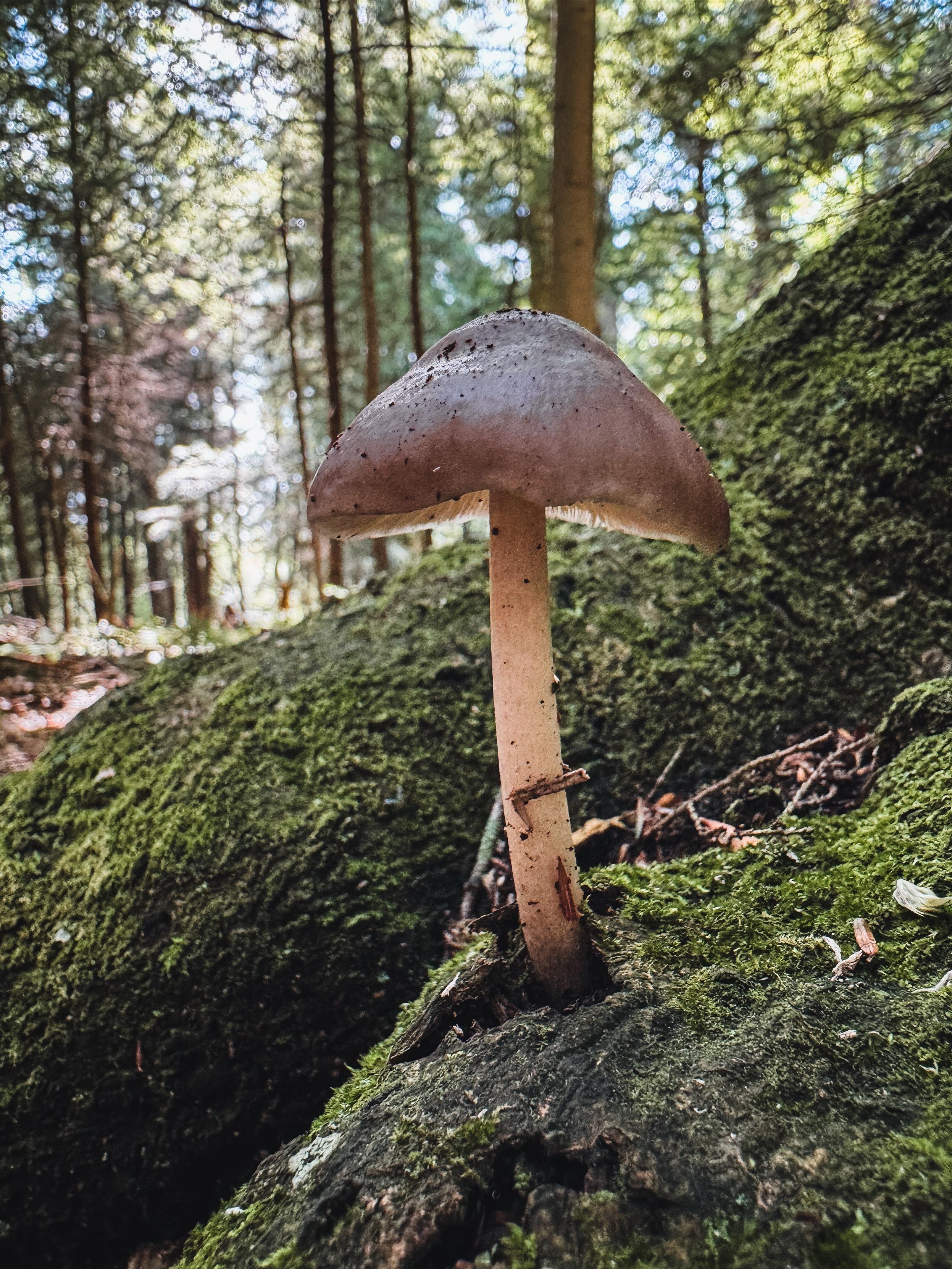a single mushroom growing out of a hole in a mossy root of a large old growth hemlock.