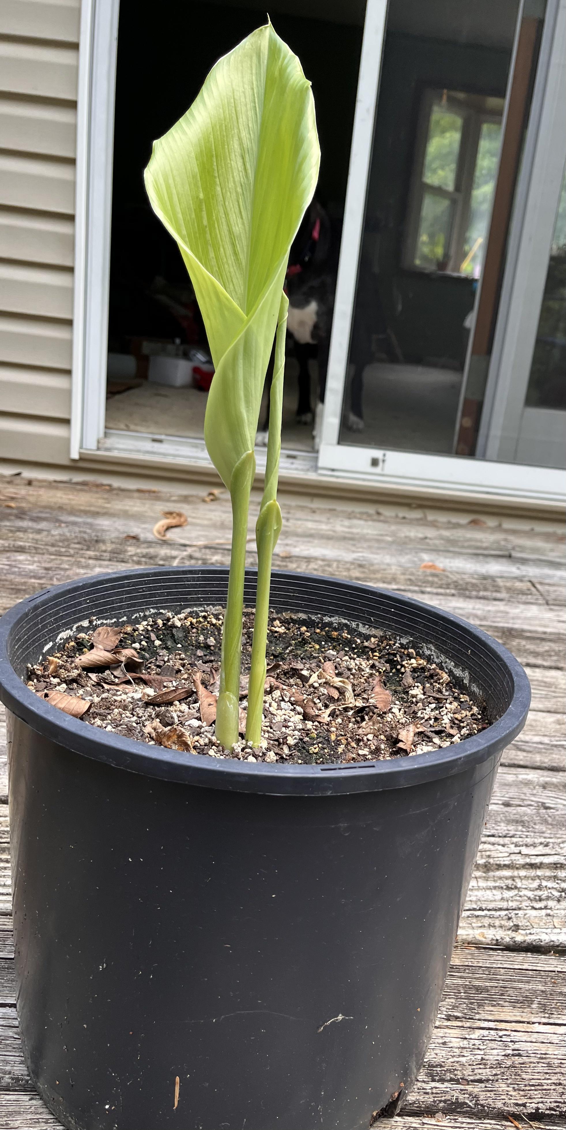A photo of two shoots of turmeric plant in a black plastic pot, on a weathered wooden deck in front of a glass door. One leaf is beginning to unfurl; the other shoot is still a spike.
