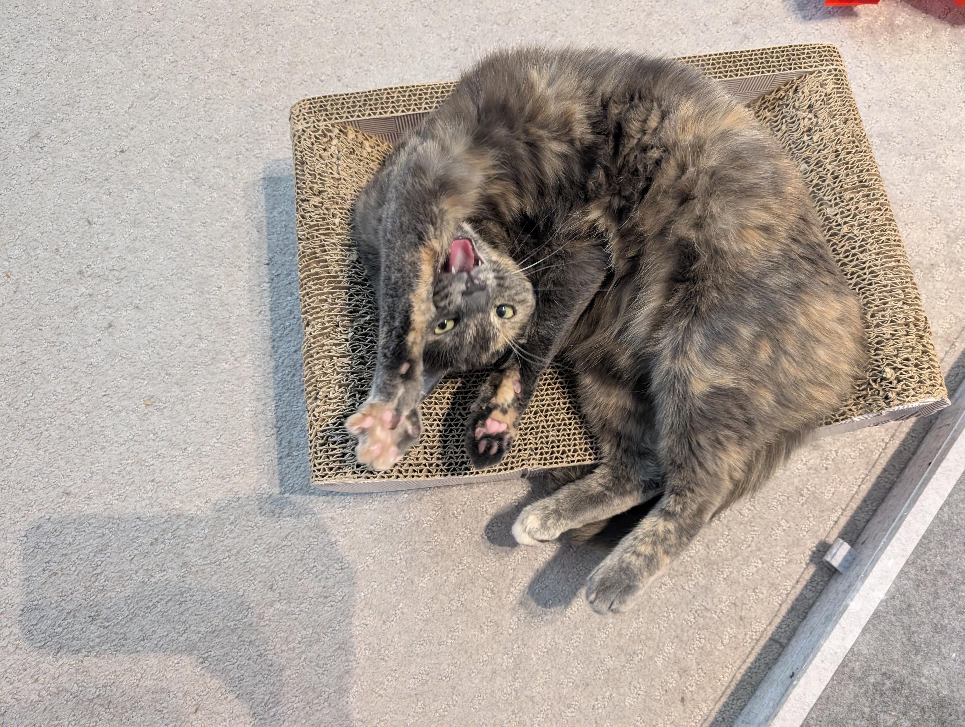 Stardust the dilute tortoiseshell cat in a cardboard scratcher box. She's belly up, with her spine twisted so all four paws are pointing toward me in a way that looks impossible. Her mouth is open mid-meow and she looks aggressively chipper. Like a presenter on a TV show for small children.