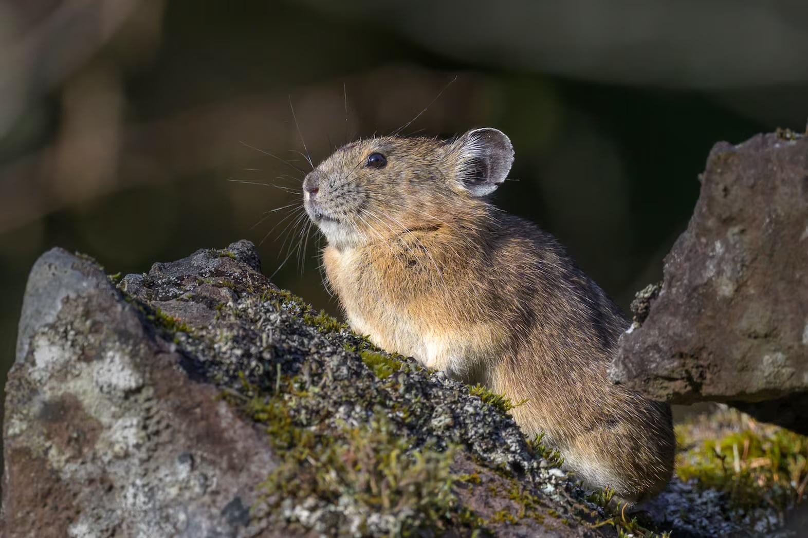 Profile shot of a pika standing on a rock.  It's a very cute small mammal with rounded ears and lots of whiskers It looks very alert.
