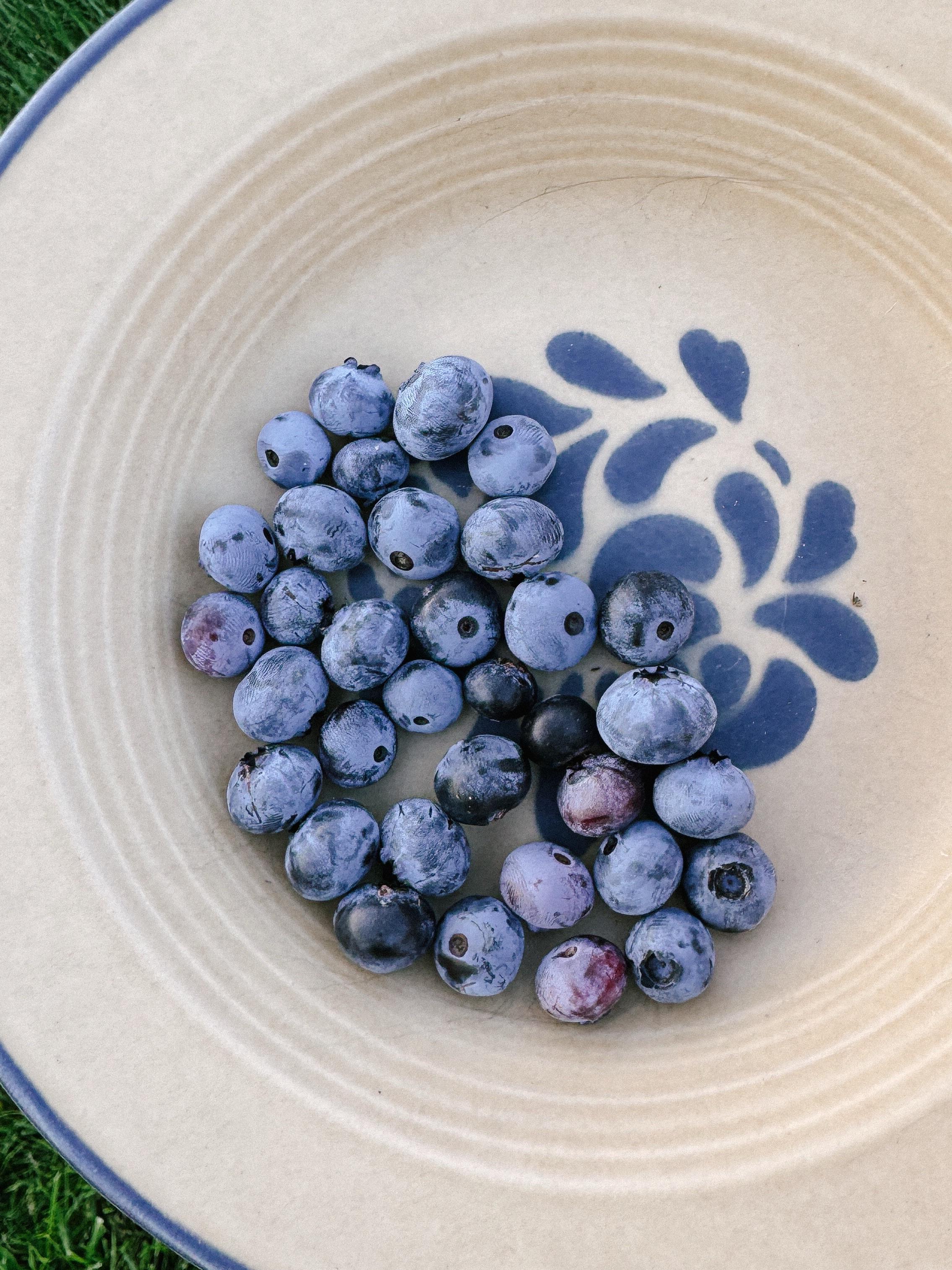about three dozen freshly picked blueberries in a ceramic dish.