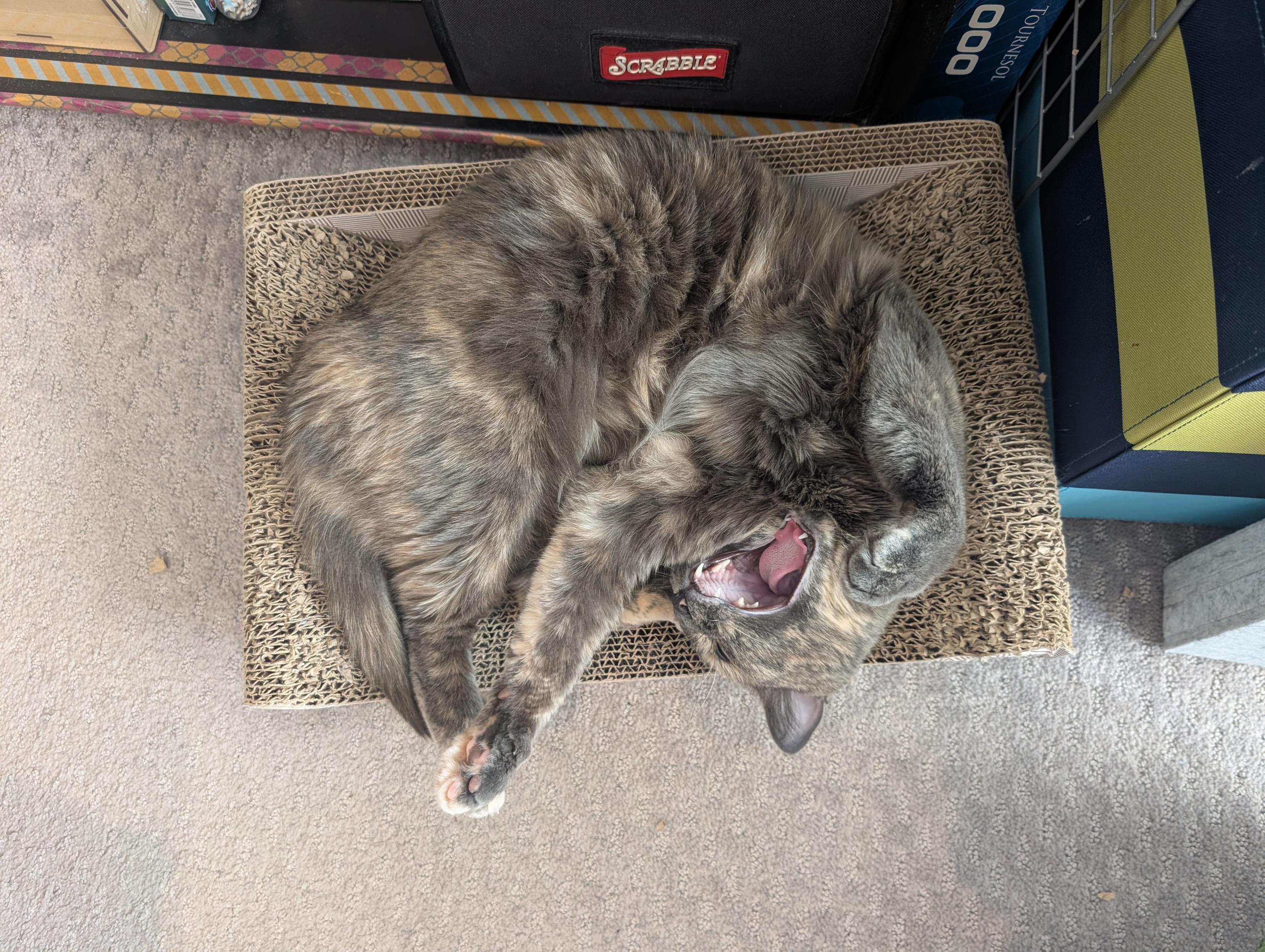 The same cat in a slightly more reasonable position, still belly up. She is now in the middle of a yawn, showing off her pointy little teeth.