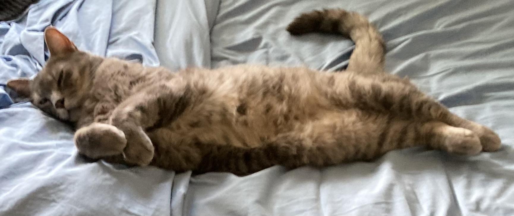 Photo of grey tabby cat lying on his back, forepaws curled up under his chin. He is asleep.