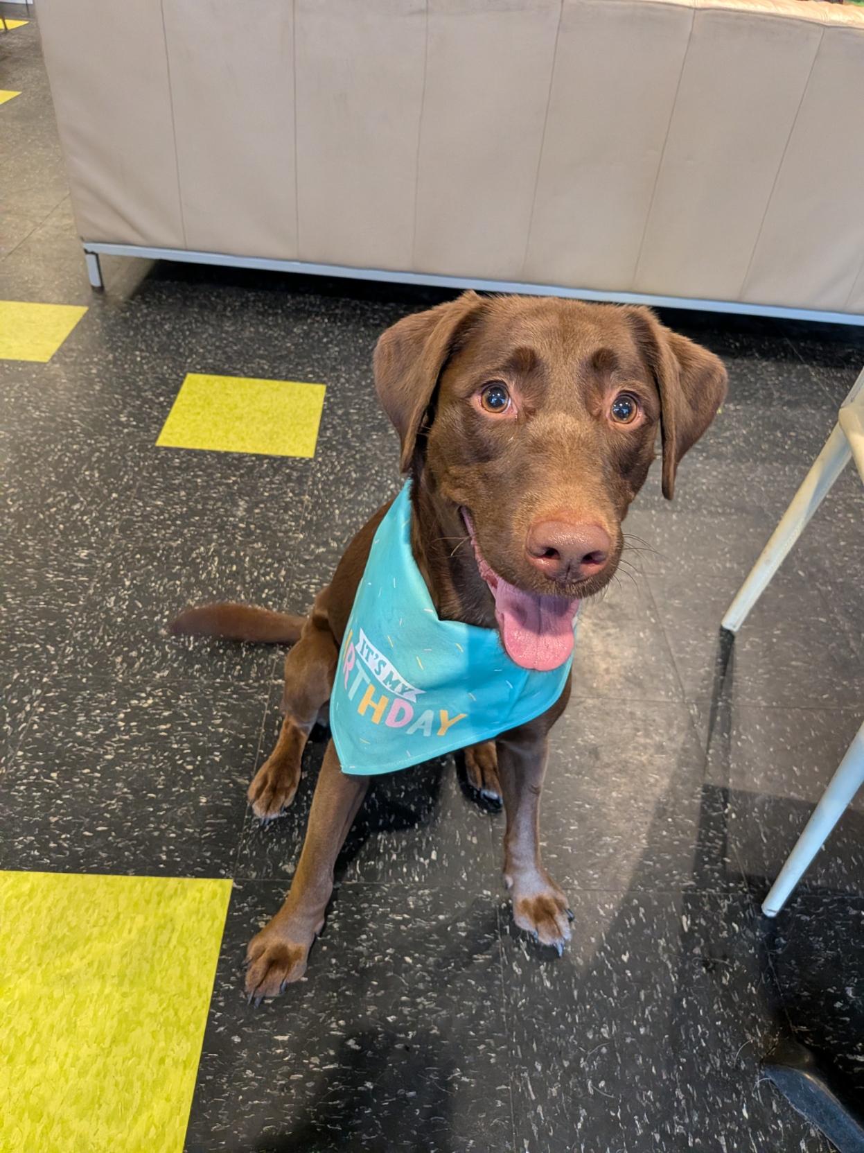 A happy chocolate-brown dog wearing a blue "It's My Birthday" bandana sits indoors, looking up at the camera with its tongue out and tail wagging.