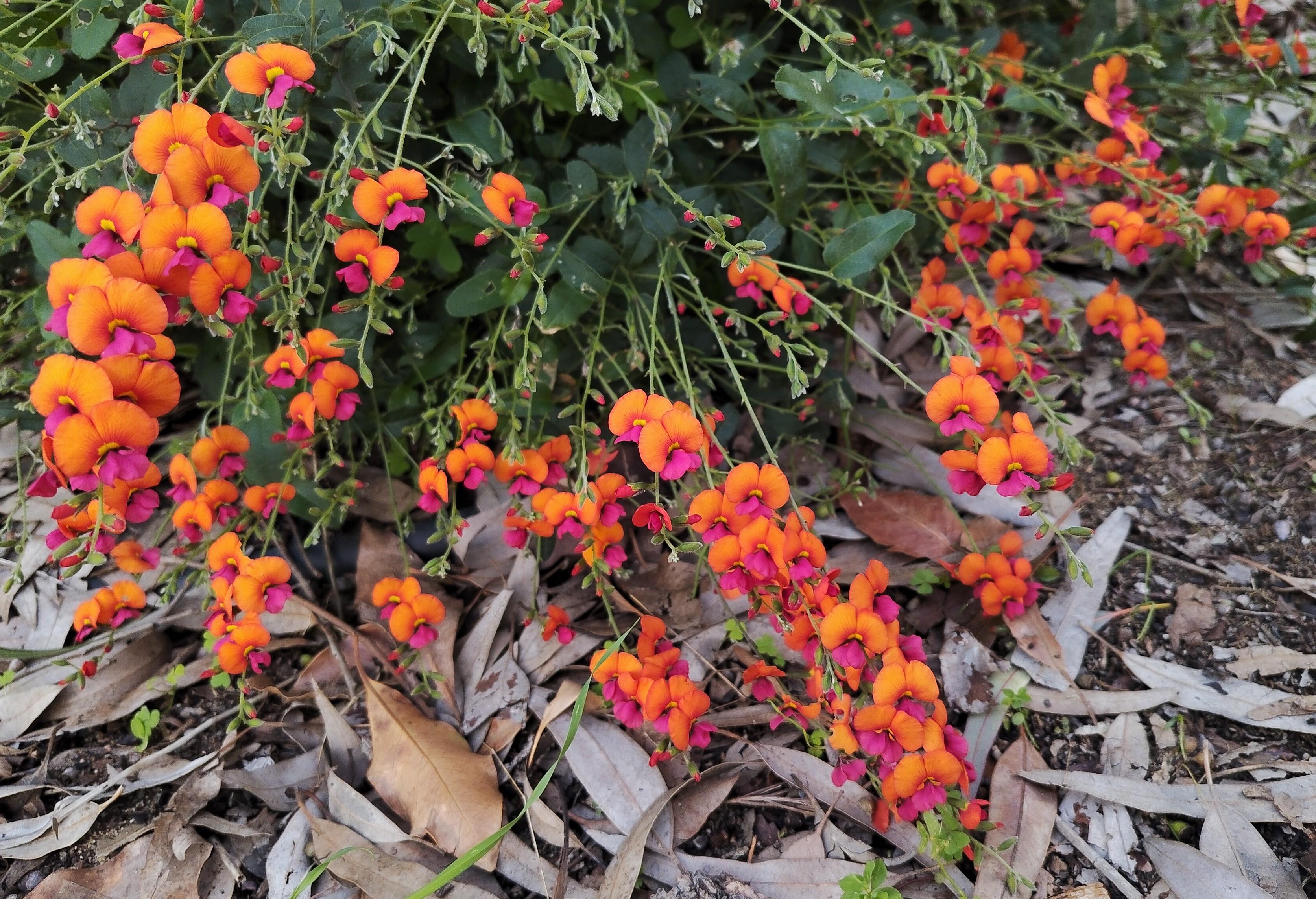 Cropped photo of part of a bush flame pea plant, where it is liberally festooned with extremely bright flowers. Each flower is bright orange at the top, bright pink at the bottom, and has a burst of bright yellow on the centre, and the flowers are positioned along the end of thin branches to form long bright clusters. 
The area under the shrub is mulched with dead brown leaves.